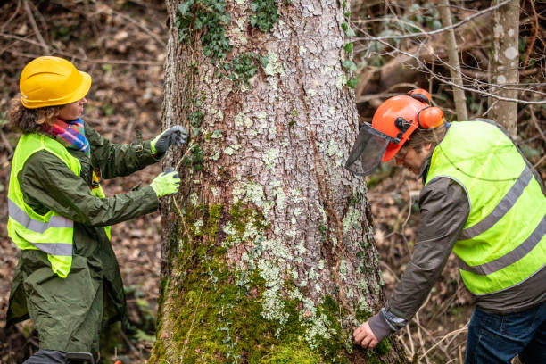 Trusted Ozark, MO Tree Removal Services Experts